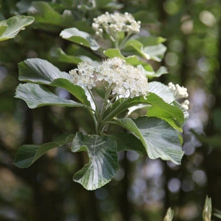 Picture of Sorbus aria Lutescens