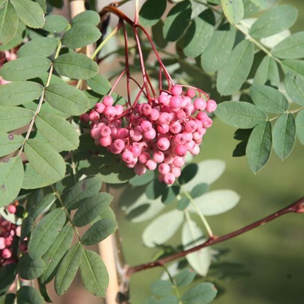 Picture of Sorbus pseudohupehensis Pink Pagoda