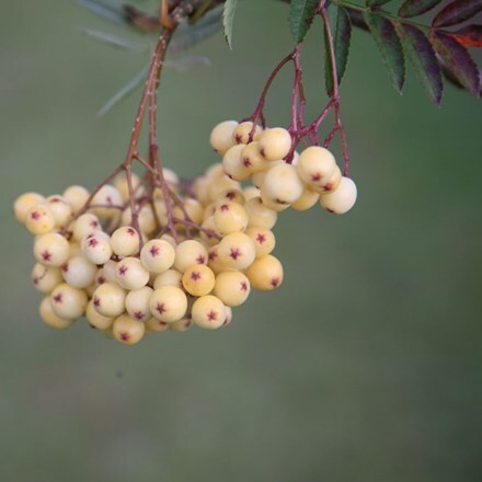 Picture of Sorbus Joseph Rock