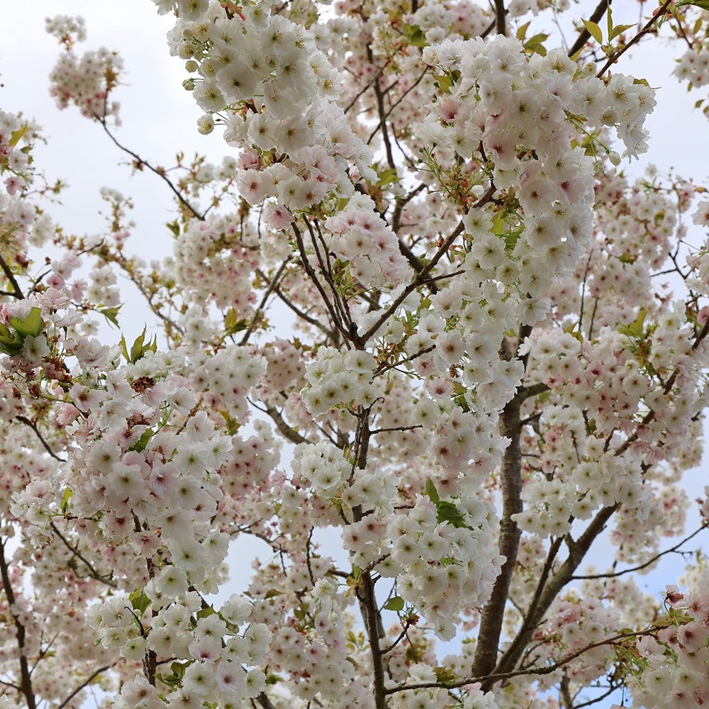 Buy flowering cherry blossom tree (syn. Prunus Fragrant Cloud 