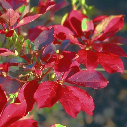 Picture of Clerodendron trichotomum