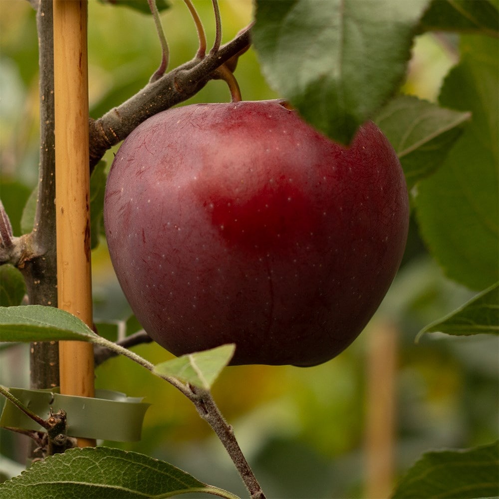 Product options image