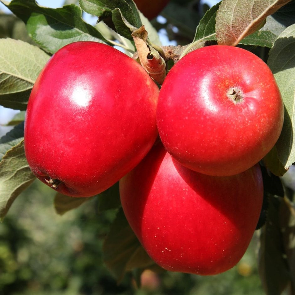 apple 'Katja'