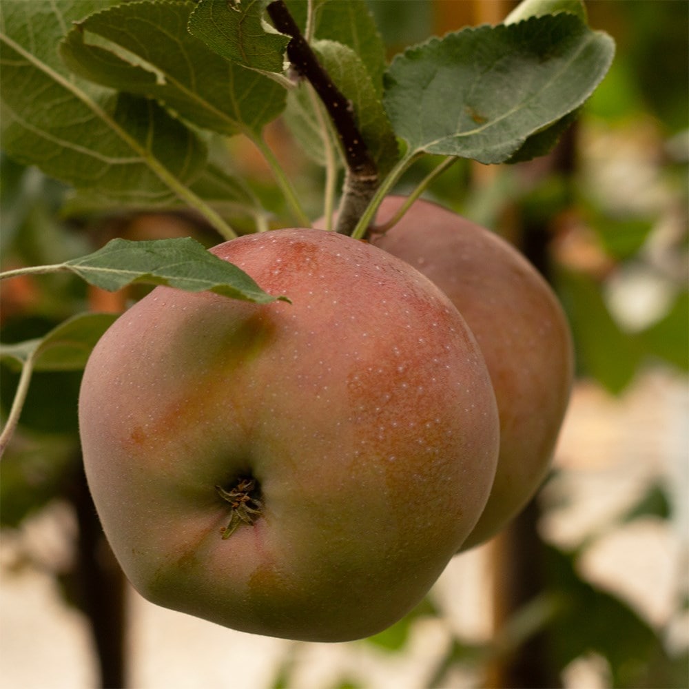 apple 'Katja'