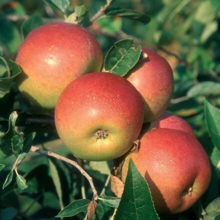 Picture of apple Laxton's Superb