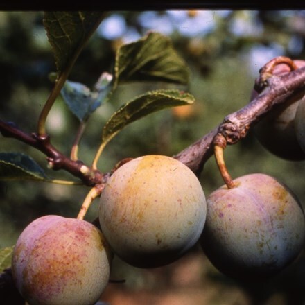 Picture of greengage Cambridge Gage