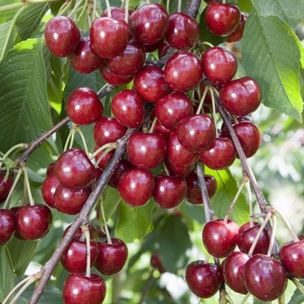 Picture of cherry Penny