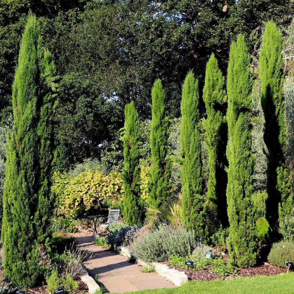 Buy Italian Cypress Cupressus Sempervirens: Delivery By Waitrose Garden