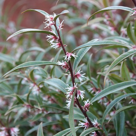 Picture of Sarcococca hookeriana var. digyna 'Purple Stem'