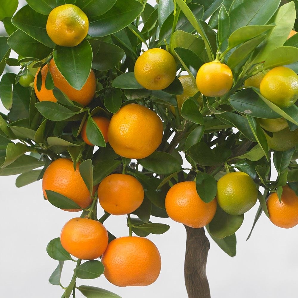 calamondin orange