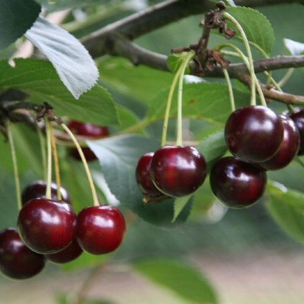 Picture of cherry Sunburst