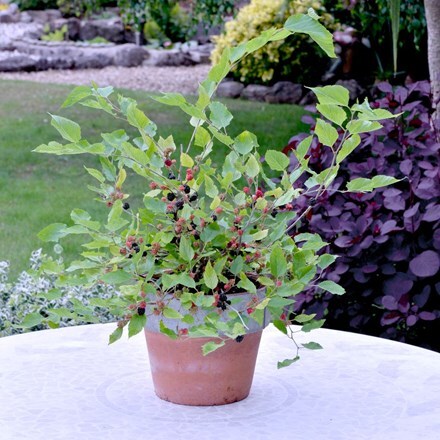 Picture of dwarf mulberry Mojo Berry ('Matsunaga') (PBR)