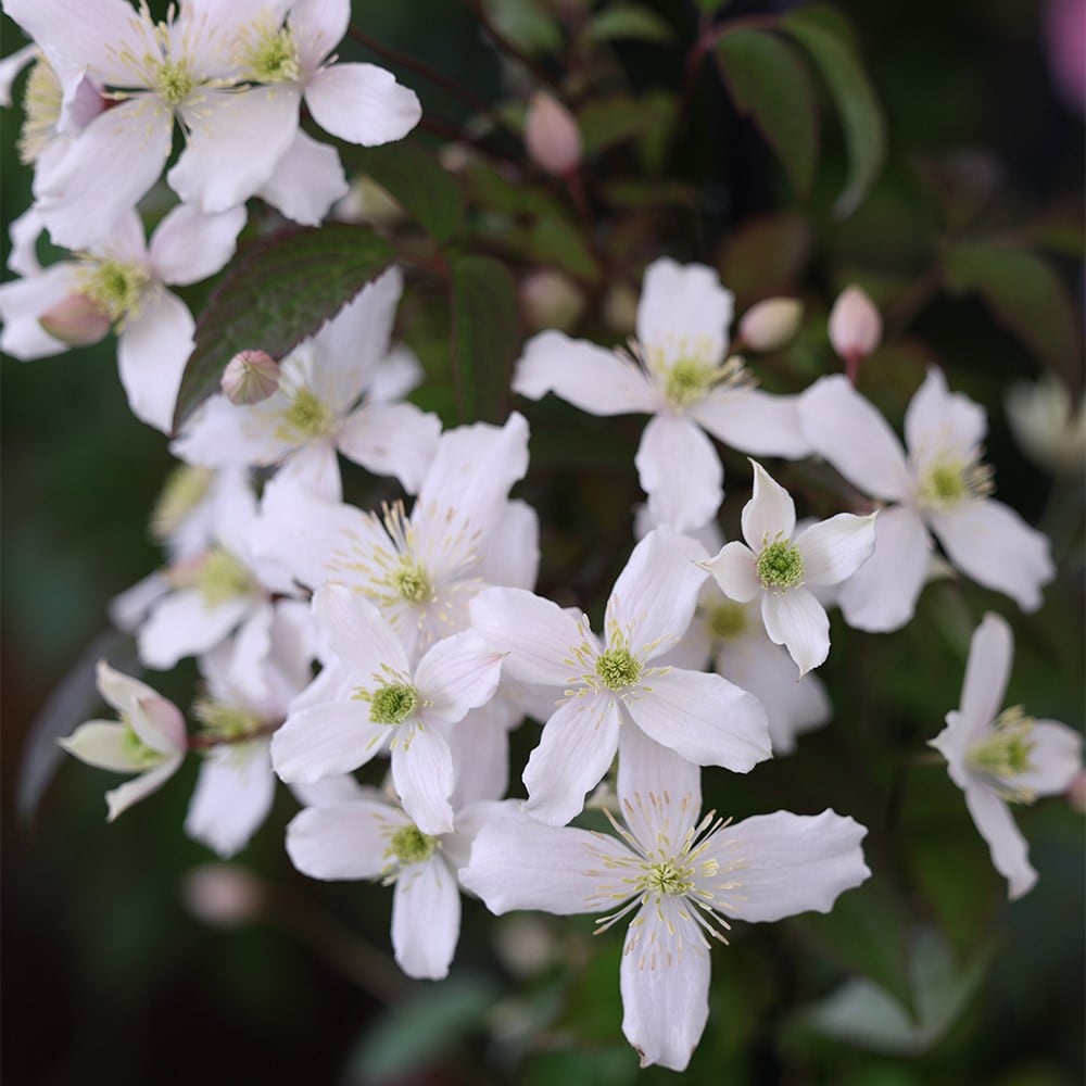 clematis (group 1)