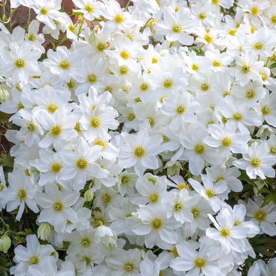 winter flowering clematis (group 1)