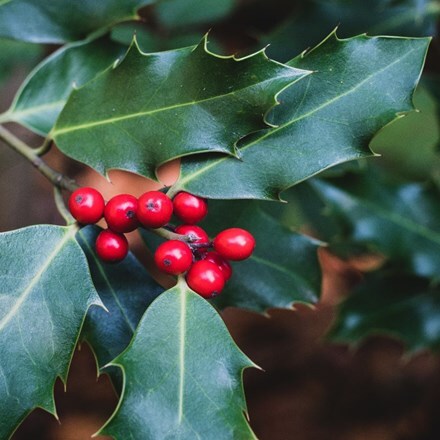 Picture of Ilex × meserveae Blue Maid ('Mesid')