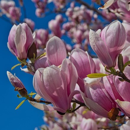 Picture of Magnolia George Henry Kern