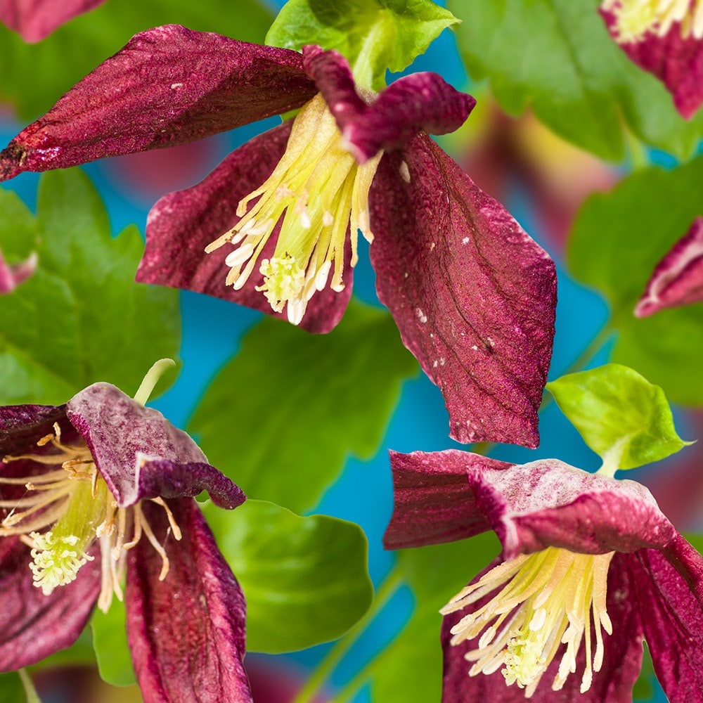 clematis (group 1)