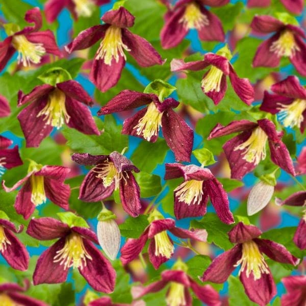 Clematis cirrhosa var. purpurascens Lansdowne Gem