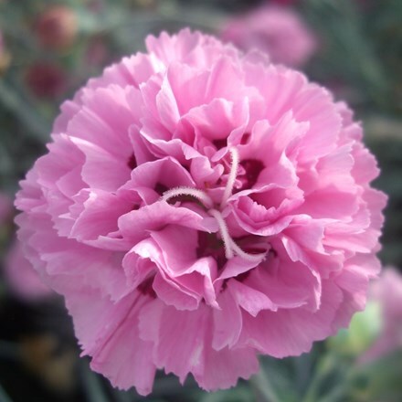 Dianthus Pink Ruffles ('WP18 MOW09') (PBR)