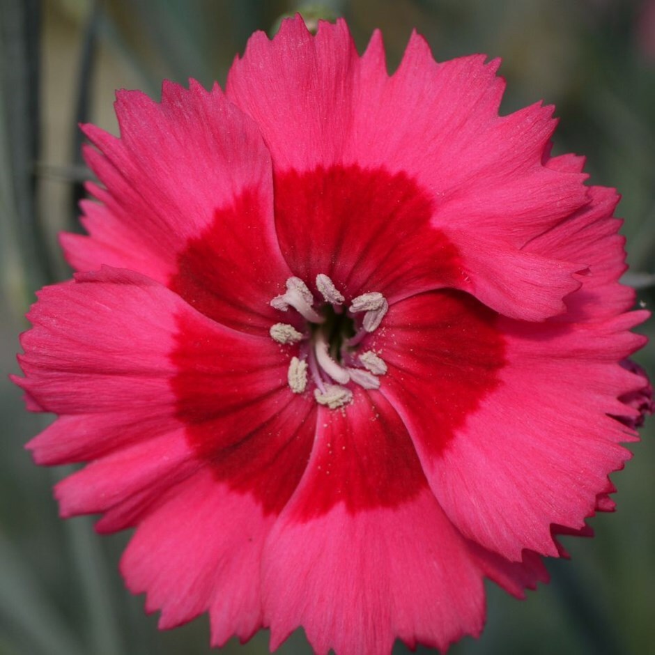 Buy garden pinks Dianthus (Allwoodii Group) 'Cosmopolitan ('WP15 PIE43 ...