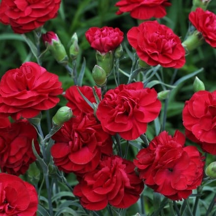 Dianthus Passion ('Wp Passion') (Scent First Series) (PBR)