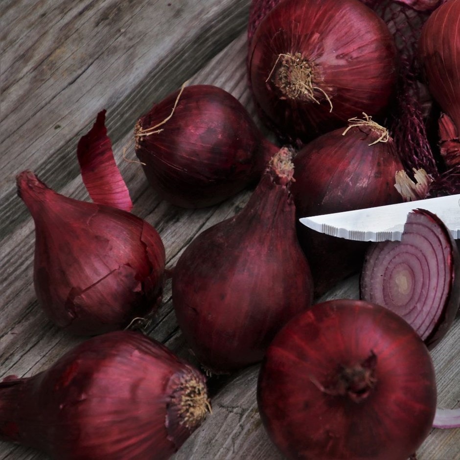 <i>onion</i> 'Karmen'