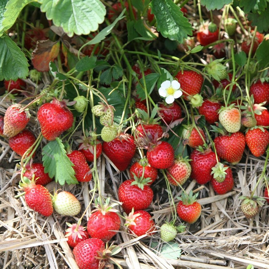 strawberry - late season fruiting