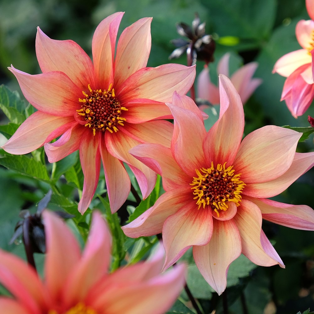 Product options image