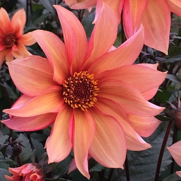 Dahlia Waltzing Mathilda