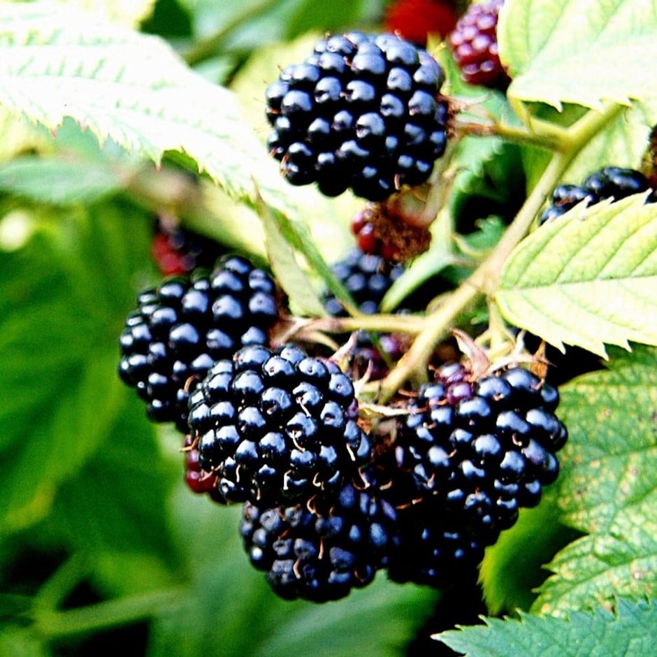 blackberry or Rubus 'Merton Thornless'