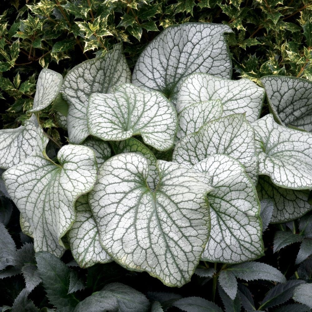 <i>Brunnera macrophylla</i> 'Alexanders Great' (PBR) 