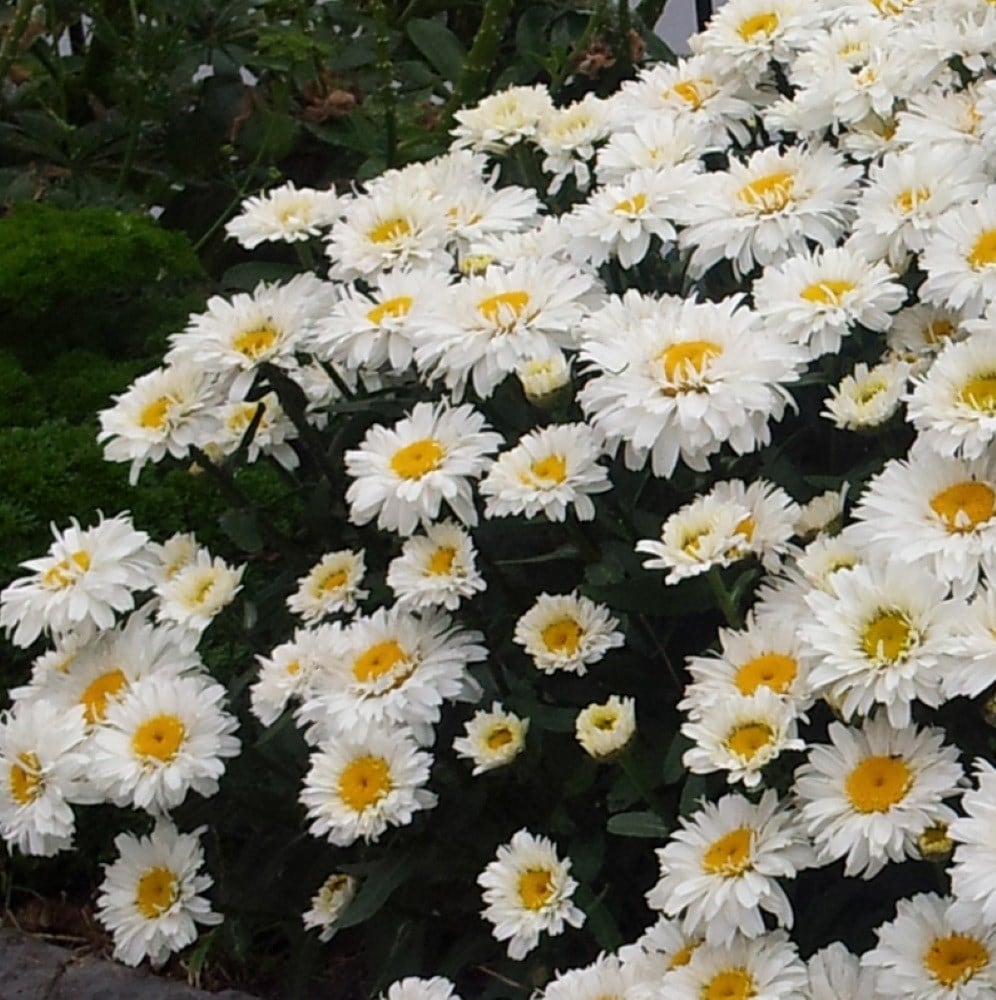 Leucanthemum × superbum <b class=small-caps>Freak!</b> ('Leuz0001')