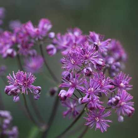 Thalictrum Elin