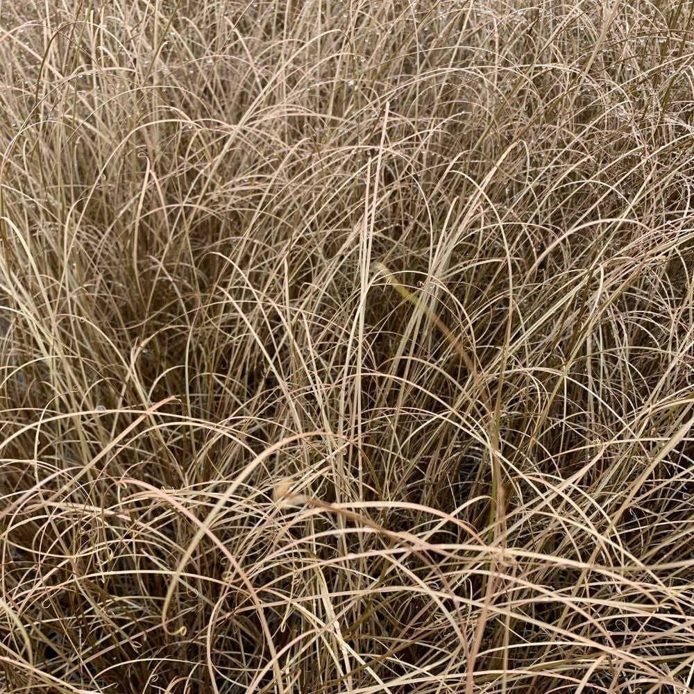 Product options image