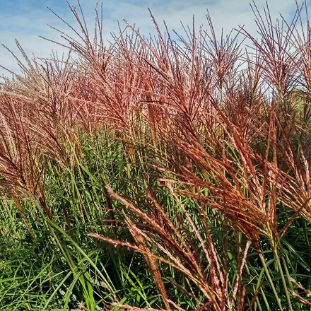 Miscanthus sinensis Red Zenith ('Robnith') (PBR)