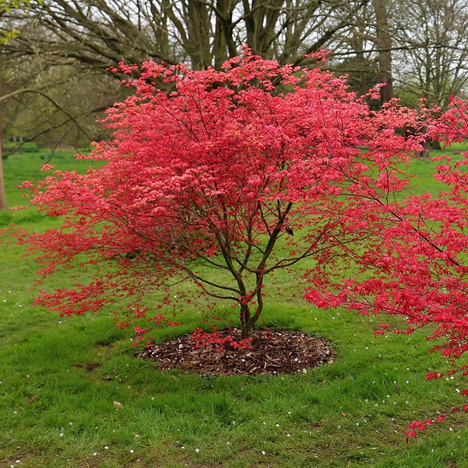 Buy Japanese maple 'Beni-maiko' Acer palmatum 'Beni-maiko'
