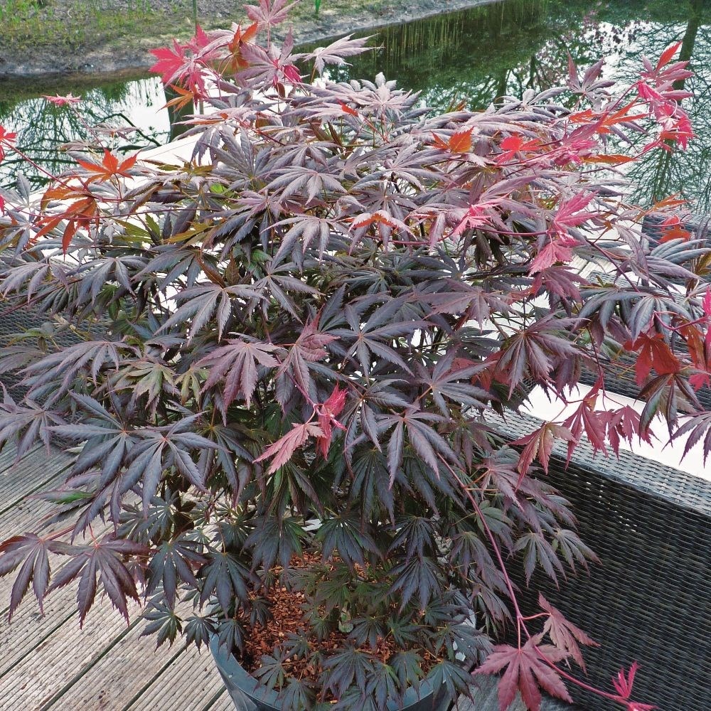 <i>Acer palmatum</i> 'Trompenburg'