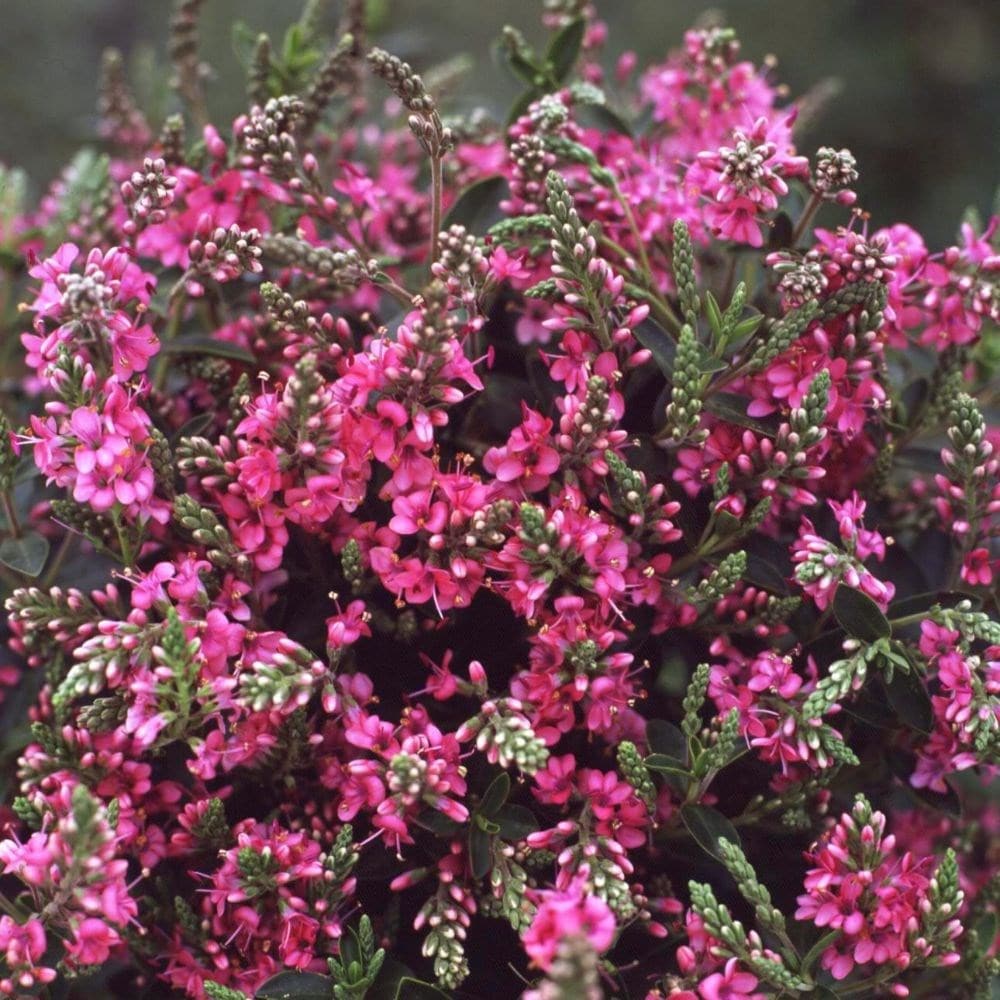 <i>Veronica</i> 'Rosie'