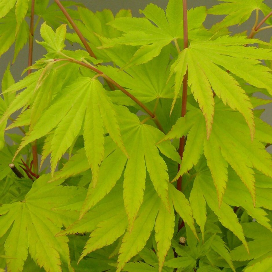 hård Dem Klappe Buy golden-leaved Japanese maple Acer shirasawanum 'Jordan'