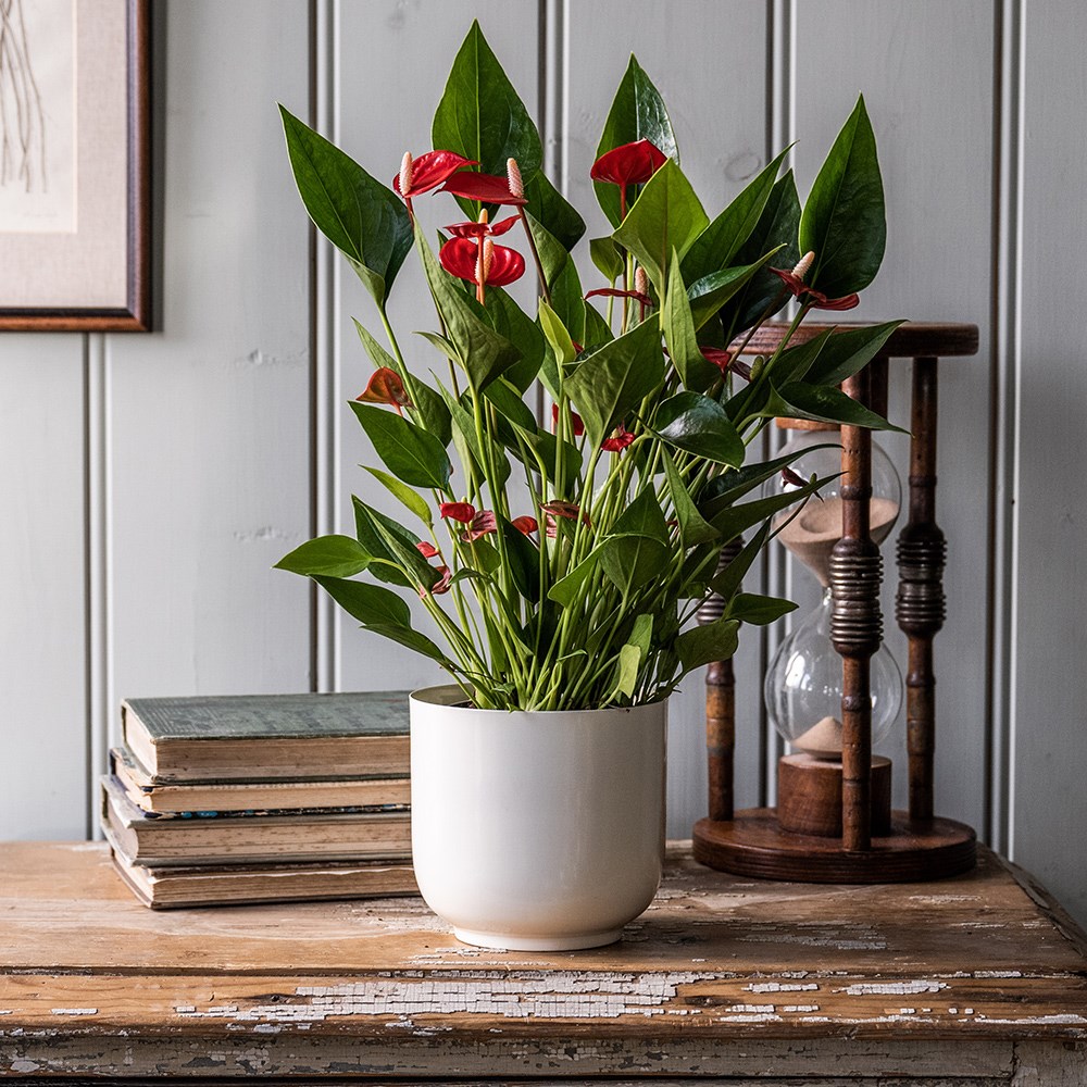 Product options image