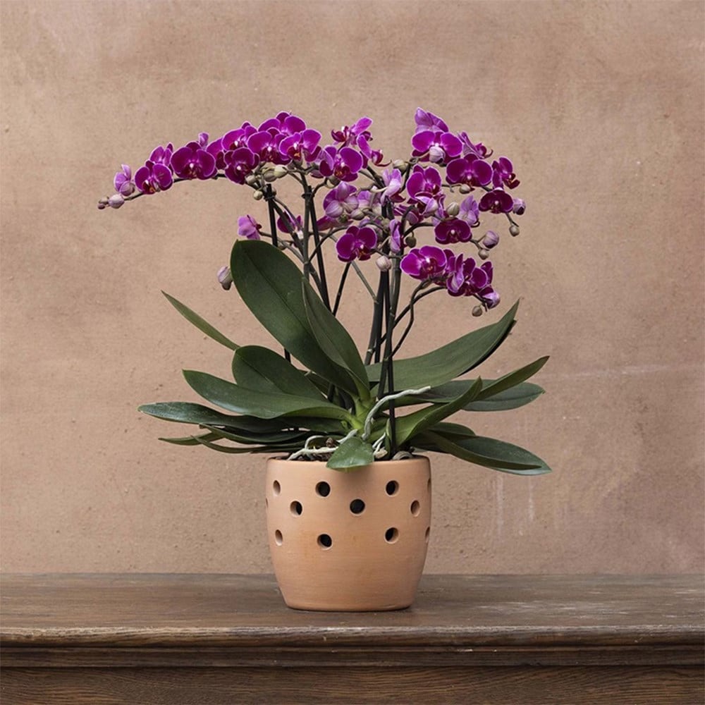 Product options image