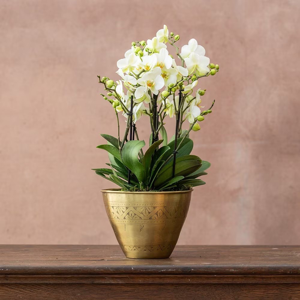 Product options image