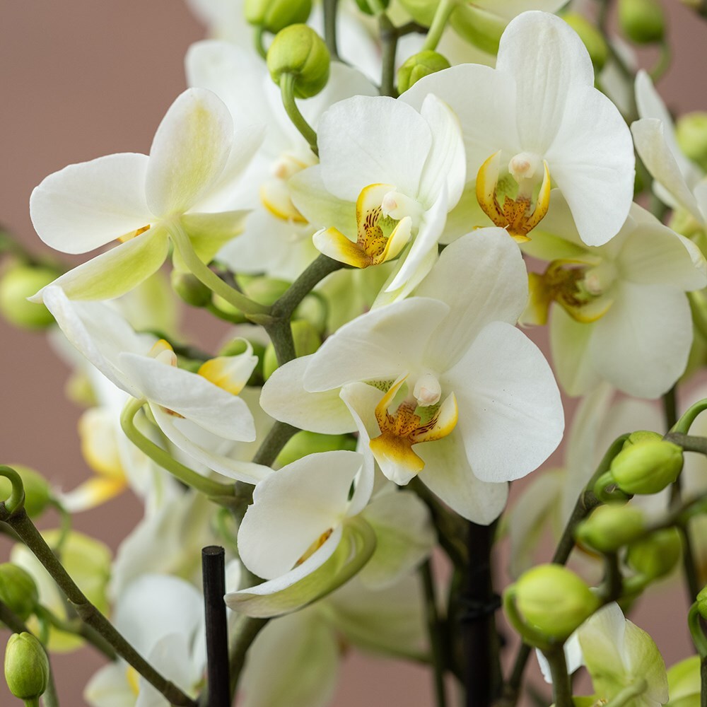 <i>Phalaenopsis</i> 'Bellissimo Bella'