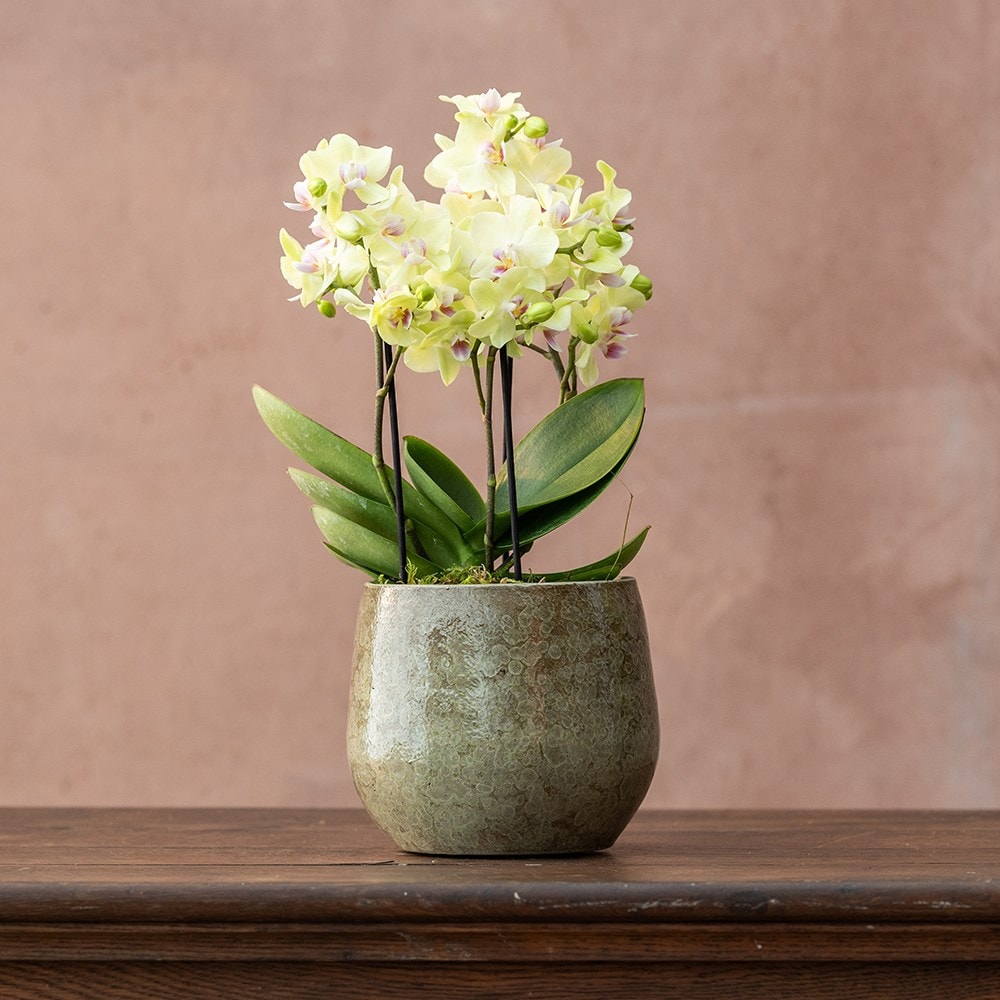 Product options image