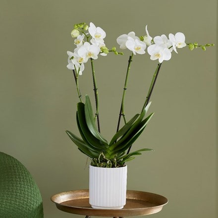 Phalaenopsis Theatro with pot cover
