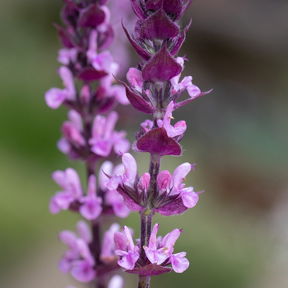 Buy balkan clary Salvia nemorosa 'Caradonna Pink Inspiration ('Tuitsalv