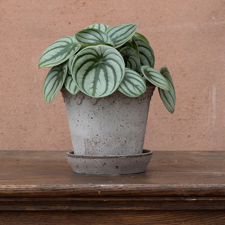 <i>Peperomia argyreia</i> 