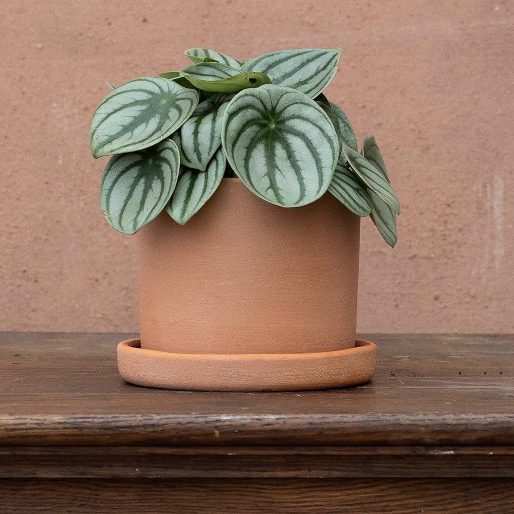 watermelon peperomia