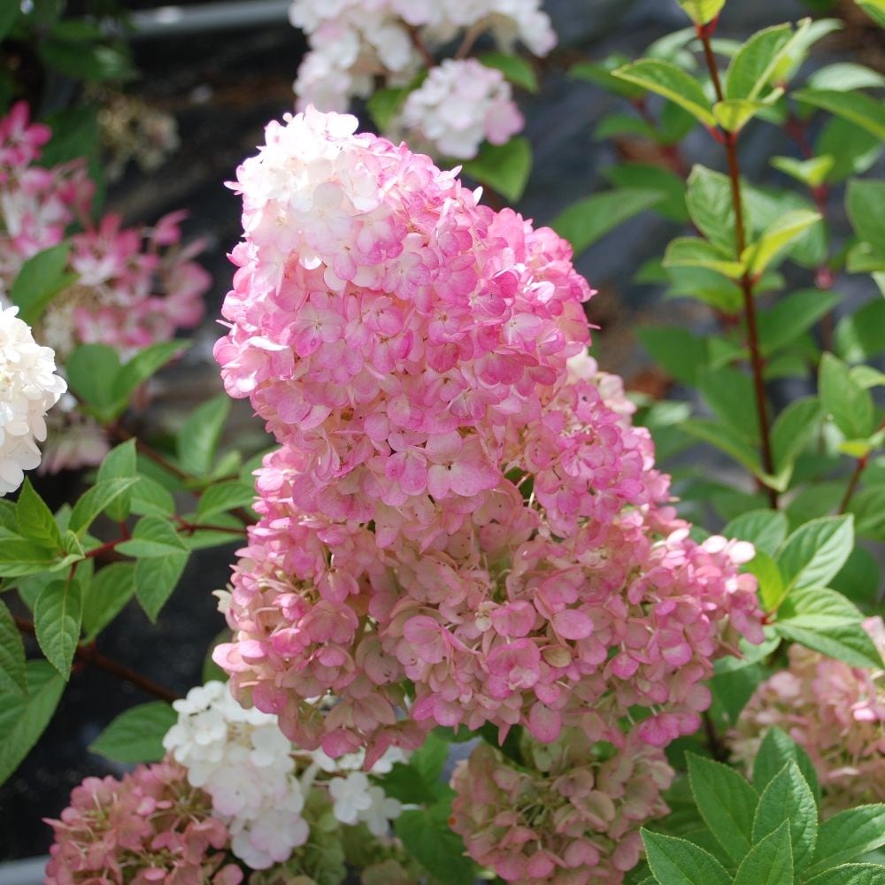 <i>Hydrangea paniculata</i> <b class=small-caps>Sundae Fraise</b> ('Rensun') (PBR)