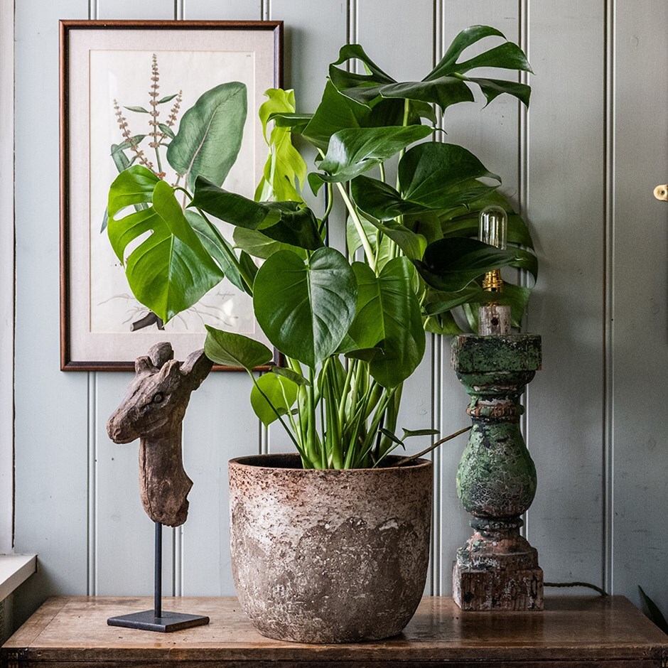 pics Large Monstera Plant For Sale Near Me gbp